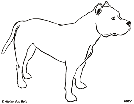 Jordan, American Staffd. Terrier Blanc debout (Traits fins)