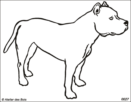 Jordan, American Staffd. Terrier Blanc debout (Traits larges)