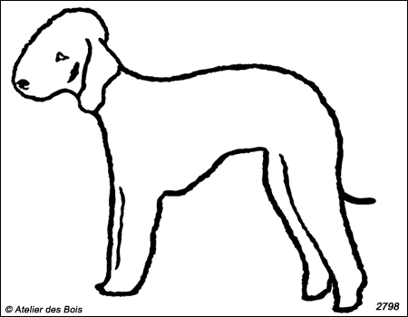 Neil, Bedlington Terrier debout (Traits fins)