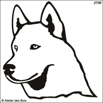 Igarka, Siberian Husky blanc (Clair, traits fins)