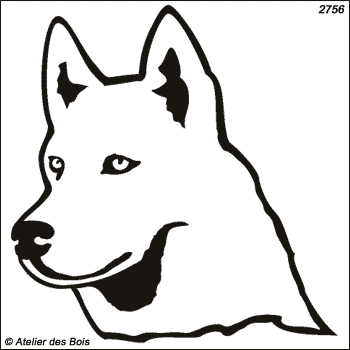 Igarka, Siberian Husky blanc (Clair, traits larges)