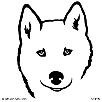 Alkhadyr, portrait de Siberian Husky de face, blanc R68115