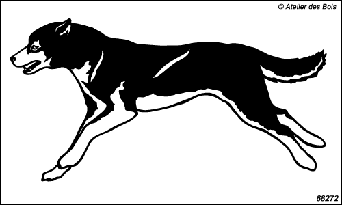 Attelage chiens de traîneau : Birynuq, chien N6827.2 charbonné