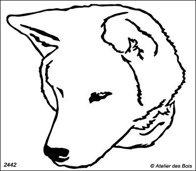 Iwane, Tête d'Akita Inu (Contours fins)