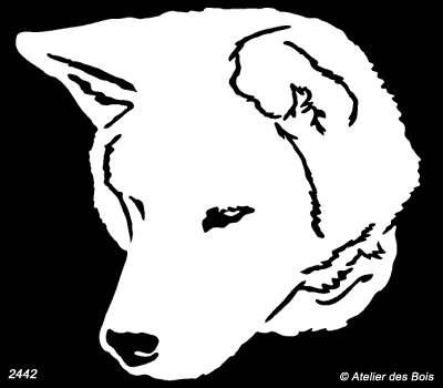 Iwane, Tête d'Akita Inu (Clair, traits fins)