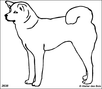 Kyogan, Akita Inu debout (Traits fins)