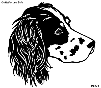 Andy, tête de Setter Anglais oreilles noires