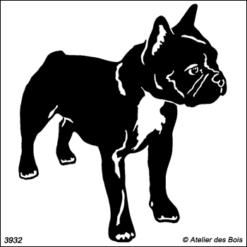 Lester, Boston Terrier debout (traits fins)