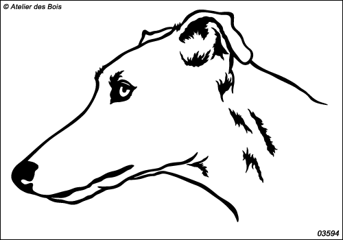 Cielo, Portrait de Galgo 3594