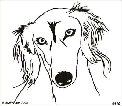 Ardachir, Tête de Saluki (traits fins, grands et moyens modèles)