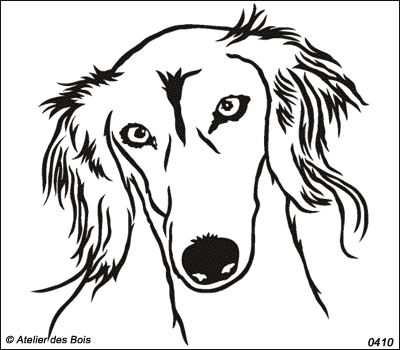 Ardachir, Tête de Saluki (traits larges, petits/moyens modèles)