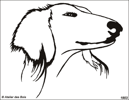 Djahane, Tête de Saluki de profil (traits fins, grands modèles)