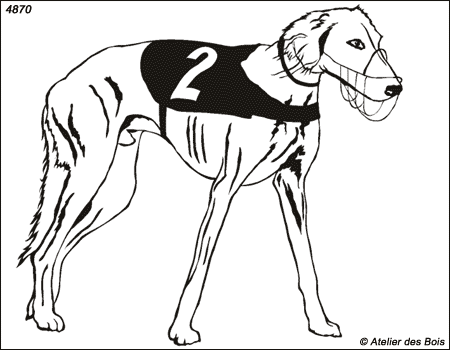 Fahraj, Saluki en tenue de course debout