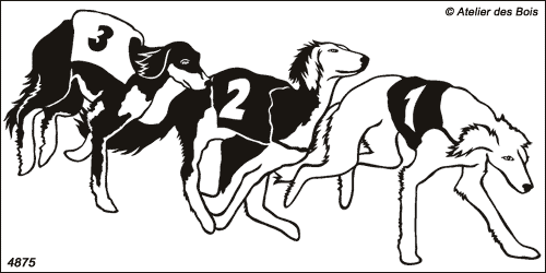 Shiraz, Salukis en course 3 chiens