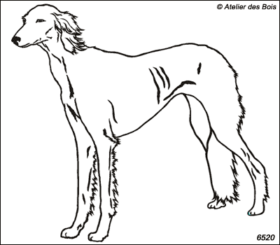 Khorram, Saluki debout