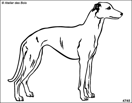 Graham, Whippet debout (blanc)