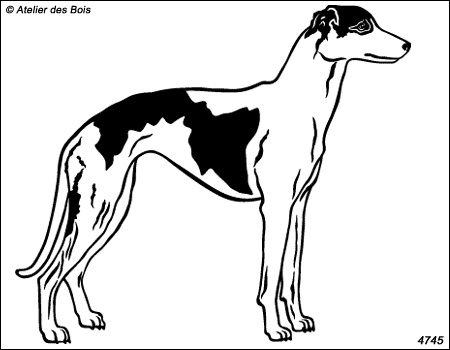 Graham, Whippet debout (noir et blanc)