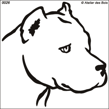 Eros, Tête d'American Staffordshire Terrier Blanc (Traits larges