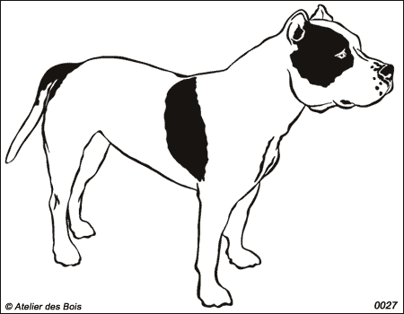 Jordan, American Staffordshire Terrier N/B debout (Traits fins)