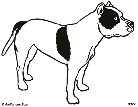 Jordan, American Staffordshire Terrier N/B debout (Traits larges