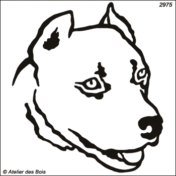 Zeus, Tête d'American Staffordshire Terrier (Traits larges)
