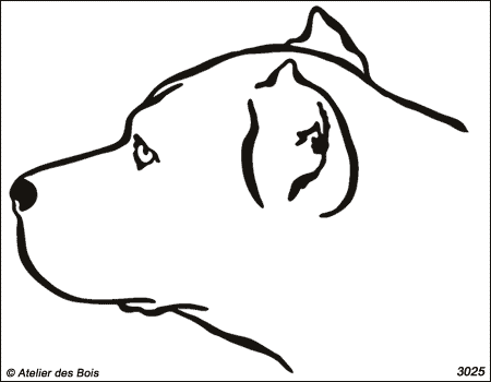 Gary, Tête d'American Staffordshire Terrier (Traits fins)