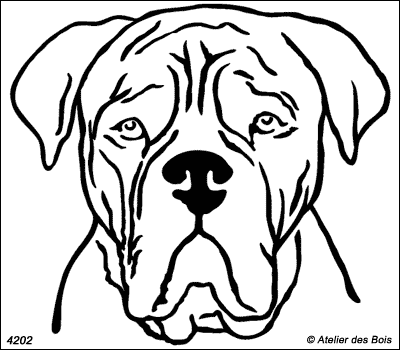 Marius, Tête de dogue de Bordeaux de face (traits fins)