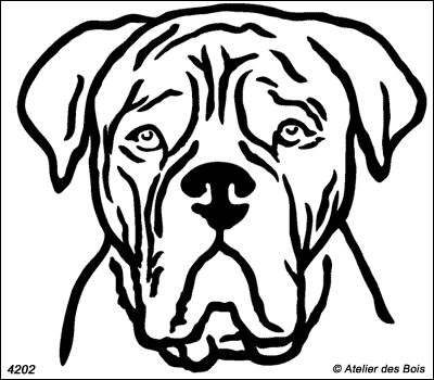 Marius, Tête de dogue de Bordeaux de face (traits larges)