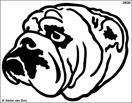 Thaddeus, Tête de Bulldog Anglais de face (Contours larges)