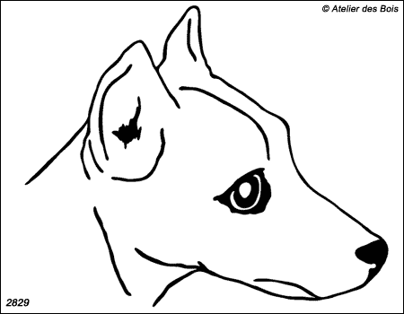 Chlodwig, Tête de Pinscher (Contours fins)