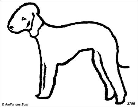 Neil, Bedlington Terrier debout (Traits larges)
