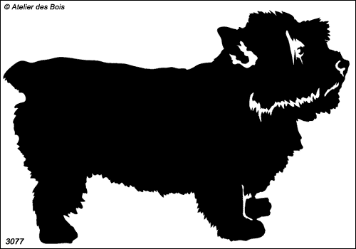 Beverly, Norwich Terrier debout (Fond, traits fins)
