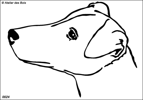 Swimbribge, Tête de Parson Russell Terrier poil ras (Tr. Fins)