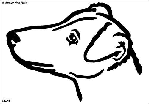 Swimbribge, Tête de Parson Russell Terrier poil ras (Tr. Larges)