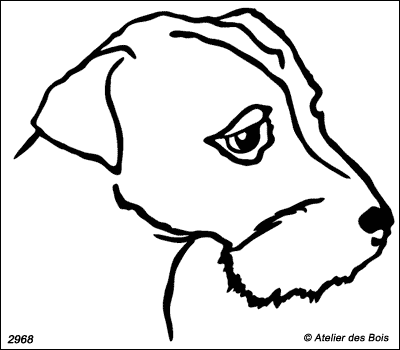 Devon, Tête de jeune Parson Russell Terrier poil dur (Tr. Fins)