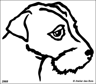 Devon, Tête de jeune Parson Russell Terrier poil dur (Tr.larges)