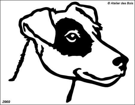 Elvan, Tête de Parson Russell Terrier poil ras (Traits larges)