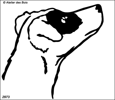 Thomm, Tête de Parson Russell Terrier poil ras (Traits fins)
