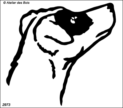Thomm, Tête de Parson Russell Terrier poil ras (Traits larges)
