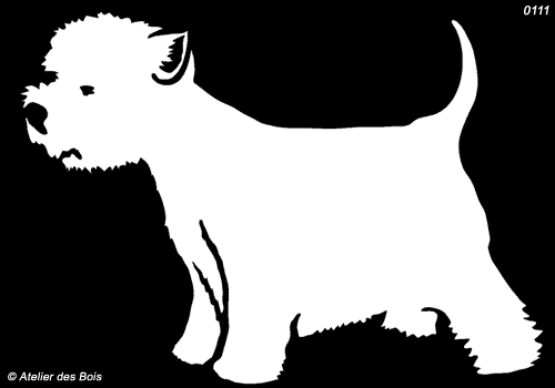 Malcom, West Highland White Terrier debout (Clair, traits fins)