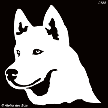 Igarka, Siberian Husky blanc (Traits fins)