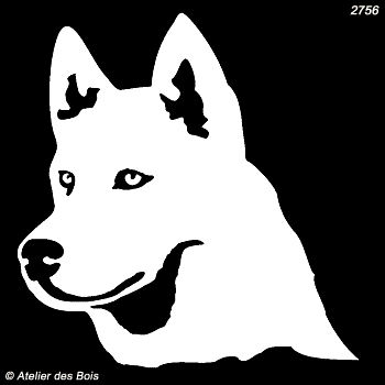 Igarka, Siberian Husky blanc (Traits larges)