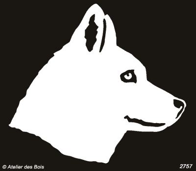 Nelkan, Siberian Husky blanc (large)