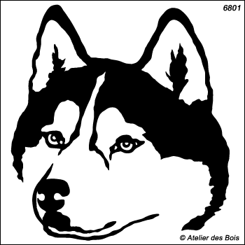 Tajmyr, Tête de Siberian Husky, masque ouvert