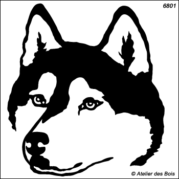 Tajmyr, Tête de Siberian Husky, masque charbonné