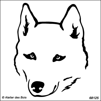 Kameshek, portrait de Siberian Husky de face, blanc R68125