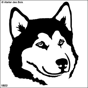 Unaga, Tête d'Alaskan Malamute