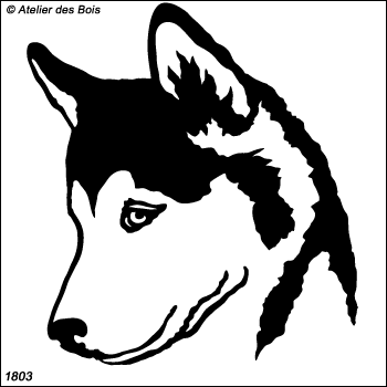 Naoviq, Tête d'Alaskan Malamute