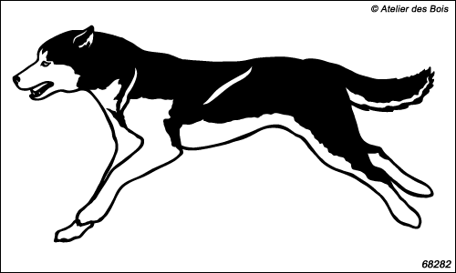 Attelage chiens de traîneau : Birynuq, chien N6828.2 bicolore