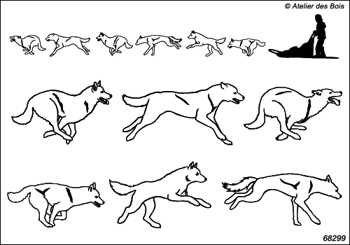 Khangorok, Attelage de 6 chiens de traîneau blancs N6829.9